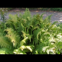 Fougere - Dryopteris Affinis subsp Borreri (fam Dryopteridacees) (Europe, Asie) (1)